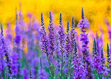 《影子诡局：被诅咒的海盗》新预告和实机演示公布